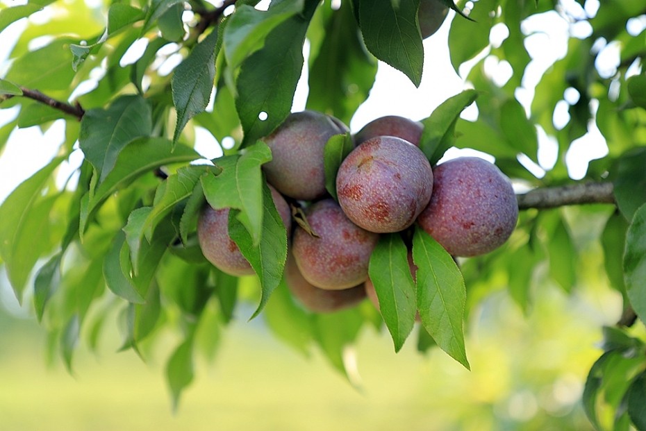 Mộc Châu mùa mận chín – Tháng mấy mận chín? Hái mận ở đâu?